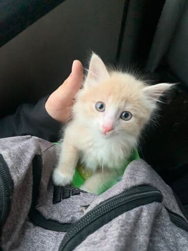 Ищу работу Няня у меня дома круглый сутки час день ночь звонить по at lalafo.kg Ищу работу Няня у меня дома круглый сутки час день ночь звонить по