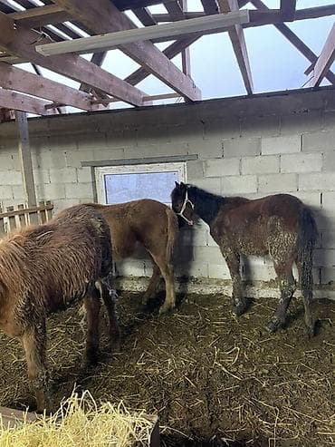 Продаю | Жеребенок | Рабочий | Племенные at lalafo.kg Продаю | Жеребенок | Рабочий | Племенные