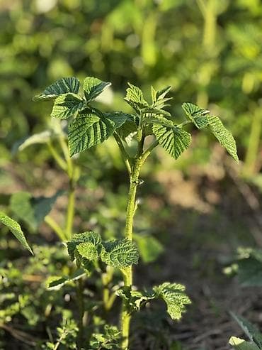 🍓 РЕМОНТАНТ МАЛИНА САТЫЛАТ 🍓 Июлдан баштап кар түшкөнгө чейин at lalafo.kg 🍓 РЕМОНТАНТ МАЛИНА САТЫЛАТ 🍓 Июлдан баштап кар түшкөнгө чейин