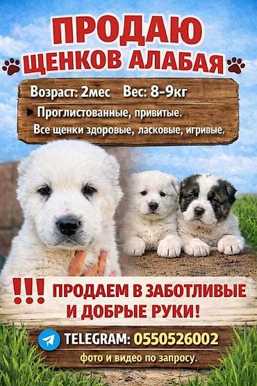 Алабай, 2 месяца, Самец, С прививкой at lalafo.kg Алабай, 2 месяца, Самец, С прививкой