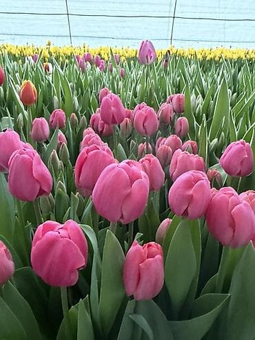 ‼️‼️‼️новый прайс на тюльпаны выше 300 штук по 70 сом Высота 50/60 см lalafo.kg да — 9 ‼️‼️‼️новый прайс на тюльпаны выше 300 штук по 70 сом Высота 50/60 см — 9