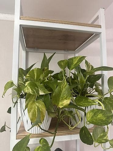 Эпипремнум золотистый (Scindapsus aureus, «потос») в декоративном at lalafo.kg Эпипремнум золотистый (Scindapsus aureus, «потос») в декоративном
