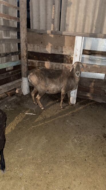Продаю | Овца (самка) | Для разведения | Матка at lalafo.kg Продаю | Овца (самка) | Для разведения | Матка