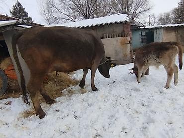 Продаю | Корова (самка) | Швицкая | Для молока at lalafo.kg Продаю | Корова (самка) | Швицкая | Для молока