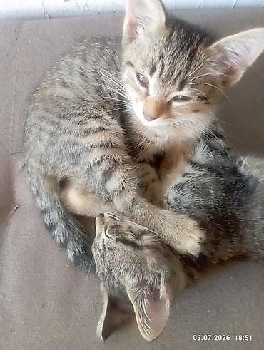 Кошка даром: Беспородная, 2 месяца, Мальчик, Приучена к лотку at lalafo.kg Кошка даром: Беспородная, 2 месяца, Мальчик, Приучена к лотку