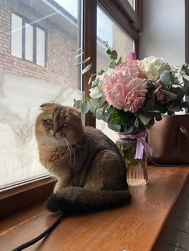 Шотландская вислоухая кошка (Scottish Fold), окраса тёплый at lalafo.kg Шотландская вислоухая кошка (Scottish Fold), окраса тёплый