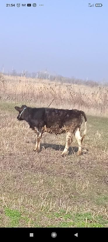 Продаю | Тёлка | Голштин | Для разведения, Для молока at lalafo.kg Продаю | Тёлка | Голштин | Для разведения, Для молока