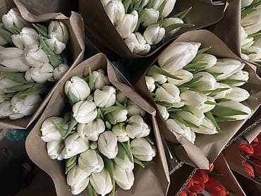 LED гирляндалар: Тюльпаны в лучшем качестве от 55-70 см бутоны большие сделано lalafo.kg да — 1 LED гирляндалар: Тюльпаны в лучшем качестве от 55-70 см бутоны большие сделано — 1