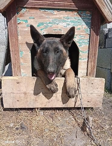 Собака даром: Овчарка, 4 месяца, Самка at lalafo.kg Собака даром: Овчарка, 4 месяца, Самка