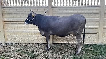 Продаю | Бык (самец) | На откорм | Привязанные at lalafo.kg Продаю | Бык (самец) | На откорм | Привязанные