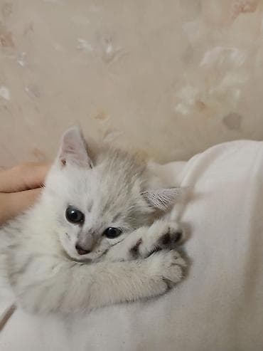 Котёнок породы Британксой, окрас (белоснежный с затемнёнными кончиками at lalafo.kg Котёнок породы Британксой, окрас (белоснежный с затемнёнными кончиками
