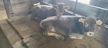 Продаю | Бык (самец) at lalafo.kg Продаю | Бык (самец)