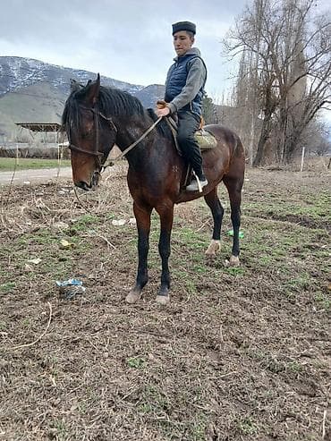 Продаю | Конь (самец) | Рабочий at lalafo.kg Продаю | Конь (самец) | Рабочий