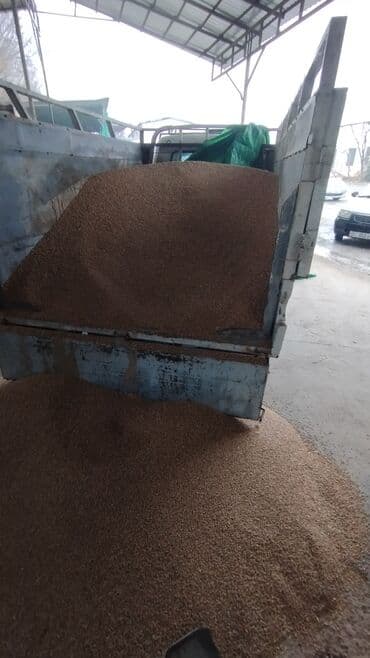 Пшеница продовольственная/кормовая - Натуральное зерно пшеницы at lalafo.kg Пшеница продовольственная/кормовая - Натуральное зерно пшеницы