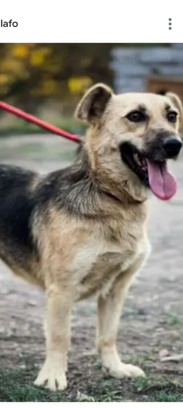 Продажа собак at lalafo.kg Продажа собак