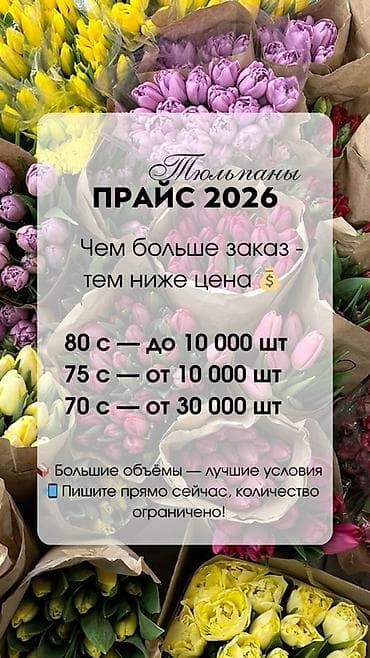 Тюльпаны — оптовые поставки 2026 Ассортимент: свежесрезанные тюльпаны at lalafo.kg Тюльпаны — оптовые поставки 2026 Ассортимент: свежесрезанные тюльпаны