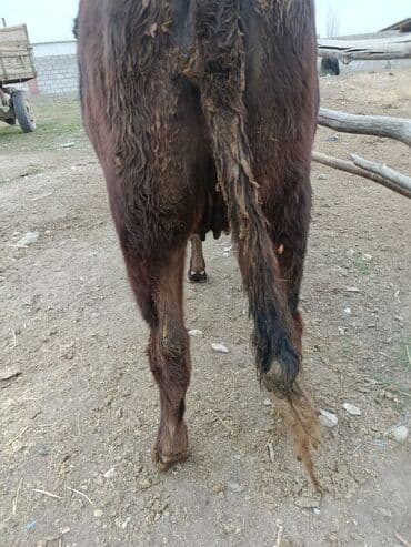 Продаю | Корова (самка) | Для разведения | Нетель at lalafo.kg Продаю | Корова (самка) | Для разведения | Нетель