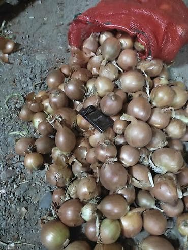 Лук Оптом, Самовывоз at lalafo.kg Лук Оптом, Самовывоз