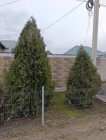 Туи (вероятно западные сорта) для озеленения участка. - Форма кроны at lalafo.kg Туи (вероятно западные сорта) для озеленения участка. - Форма кроны