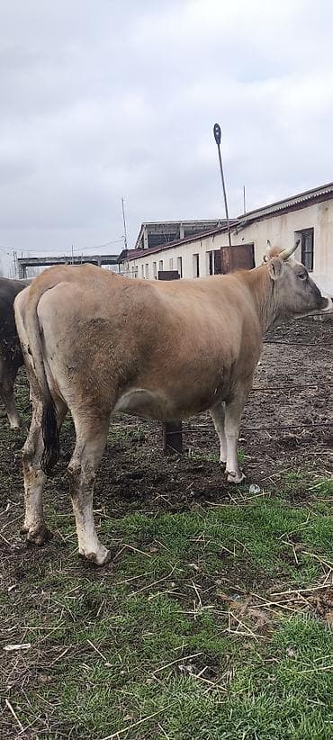 Продаю | Корова (самка) | Алатауская | Для разведения, Для молока | Стельные at lalafo.kg Продаю | Корова (самка) | Алатауская | Для разведения, Для молока | Стельные