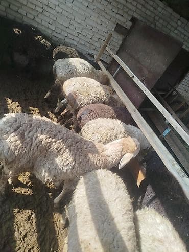 Продаю | Овца (самка) | Для разведения | Матка at lalafo.kg Продаю | Овца (самка) | Для разведения | Матка