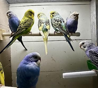 Haima: Волнистые попугаи в комплекте с клеткой. Описание: - Яркие волнистые lalafo.kg да — 5 Haima: Волнистые попугаи в комплекте с клеткой. Описание: - Яркие волнистые — 5