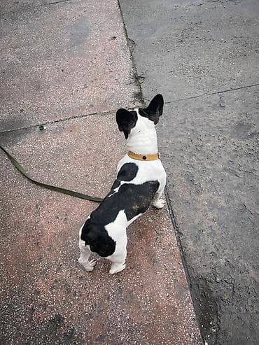 Бульдог, 1 год, Самец, С прививкой at lalafo.kg Бульдог, 1 год, Самец, С прививкой