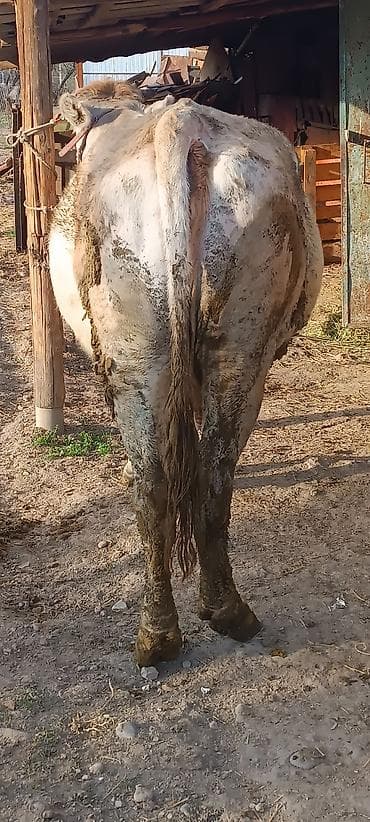 Продаю | Корова (самка) | Полукровка | Для разведения | Привязанные at lalafo.kg Продаю | Корова (самка) | Полукровка | Для разведения | Привязанные