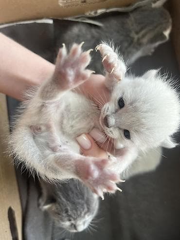 Котята, помёт разного окраса: - светло-кремовые/белые; - серые и at lalafo.kg Котята, помёт разного окраса: - светло-кремовые/белые; - серые и