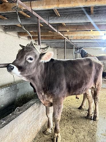 Продаю | Бык (самец) | Швицкая | Для разведения | Искусственник, Осеменитель, Племенные at lalafo.kg Продаю | Бык (самец) | Швицкая | Для разведения | Искусственник, Осеменитель, Племенные