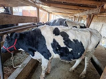 Продаю | Корова (самка), Музоо, торпок | Голштин | Для разведения, Для молока | Племенные at lalafo.kg Продаю | Корова (самка), Музоо, торпок | Голштин | Для разведения, Для молока | Племенные