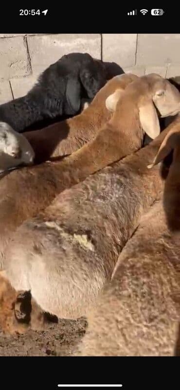 Продаю | Овца (самка) | Для разведения at lalafo.kg Продаю | Овца (самка) | Для разведения