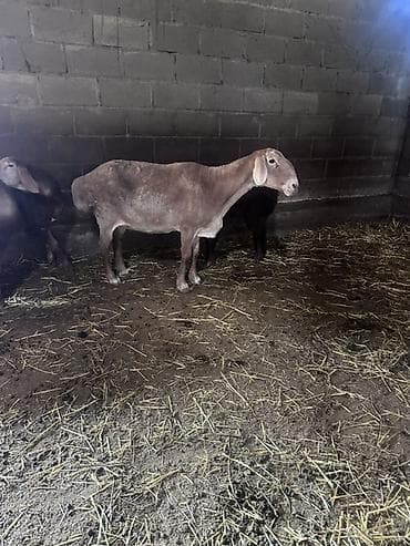 Продаю | Овца (самка) | Для разведения at lalafo.kg Продаю | Овца (самка) | Для разведения