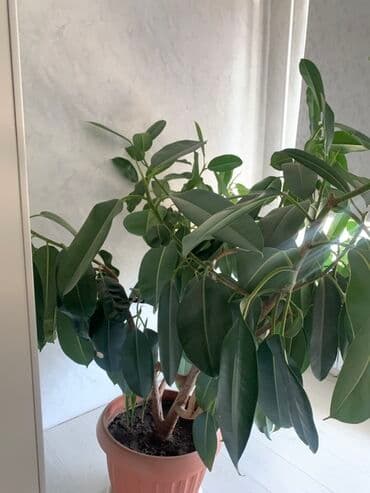 столы и стулья для зала в бишкеке: Продаю. И обмен на 2 большие женское счастье Высота 170 см Ширина- at lalafo.kg — 4 столы и стулья для зала в бишкеке: Продаю. И обмен на 2 большие женское счастье Высота 170 см Ширина- — 4