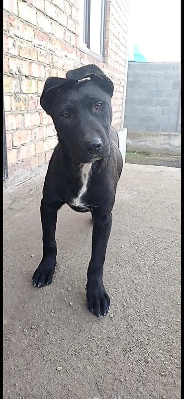 Щенок/молодая собака средних размеров. - Окрас: глянцево‑чёрный с at lalafo.kg Щенок/молодая собака средних размеров. - Окрас: глянцево‑чёрный с