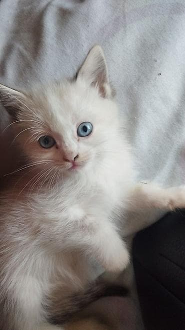 🐾 Ищем самые добрые и заботливые руки для котят! 🐾 В добрые и at lalafo.kg 🐾 Ищем самые добрые и заботливые руки для котят! 🐾 В добрые и