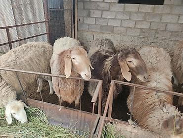 Продаю | Баран (самец) | Арашан | На забой | Племенные at lalafo.kg Продаю | Баран (самец) | Арашан | На забой | Племенные