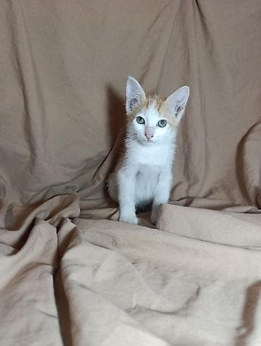Котята-домашние любимцы. Отдим в хорошие руки. Приучины к лотку at lalafo.kg Котята-домашние любимцы. Отдим в хорошие руки. Приучины к лотку