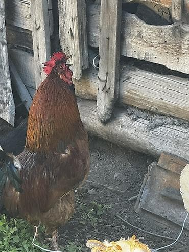 Продаю | Куры, Петух at lalafo.kg Продаю | Куры, Петух