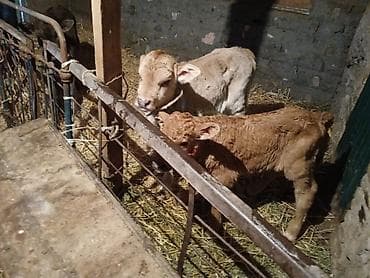 Продаю | Тёлка | На откорм | Искусственник at lalafo.kg Продаю | Тёлка | На откорм | Искусственник