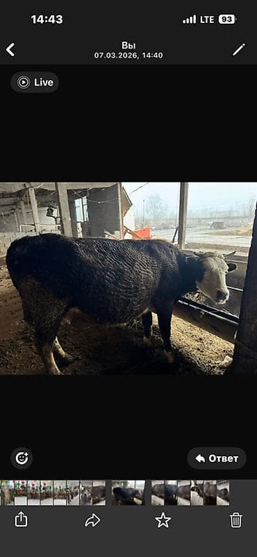 Продаю | Корова (самка) | Полукровка | Для разведения | Нетель at lalafo.kg Продаю | Корова (самка) | Полукровка | Для разведения | Нетель