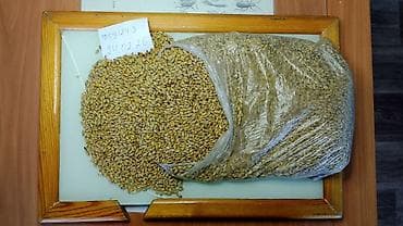 Арпа сатылат (российский). Сапаты жакшы, малга жемге жана иштетүүгө at lalafo.kg Арпа сатылат (российский). Сапаты жакшы, малга жемге жана иштетүүгө