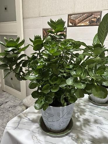 Комнатное растение — каланхоэ (Kalanchoe blossfeldiana), кустовой at lalafo.kg Комнатное растение — каланхоэ (Kalanchoe blossfeldiana), кустовой