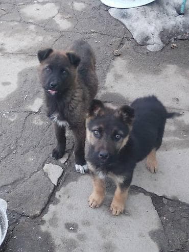 Щенки средних размеров, метисы дворняги с пастушьими породами. - at lalafo.kg Щенки средних размеров, метисы дворняги с пастушьими породами. -