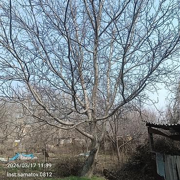 Услуга: профессиональная обрезка и уход за деревьями - Формирующая и at lalafo.kg Услуга: профессиональная обрезка и уход за деревьями - Формирующая и