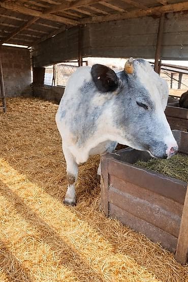 Продаю | Корова (самка) | Голштин | Для молока | Стельные at lalafo.kg Продаю | Корова (самка) | Голштин | Для молока | Стельные