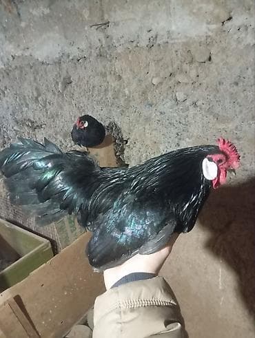 На продажу карлик кур петух at lalafo.kg На продажу карлик кур петух