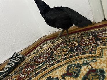 Продается ко Шамо девочка примерно полтора года если будет петух рядом at lalafo.kg — 5 Продается ко Шамо девочка примерно полтора года если будет петух рядом — 5