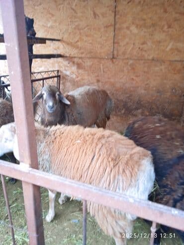 Продаю | Баран (самец) | Полукровка | На забой, Для разведения, Для шерсти at lalafo.kg Продаю | Баран (самец) | Полукровка | На забой, Для разведения, Для шерсти