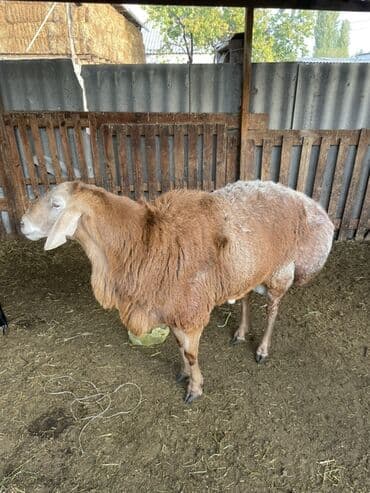 Продаю | Баран (самец) | Эдильбаевская, Арашан | Для разведения | Осеменитель at lalafo.kg Продаю | Баран (самец) | Эдильбаевская, Арашан | Для разведения | Осеменитель